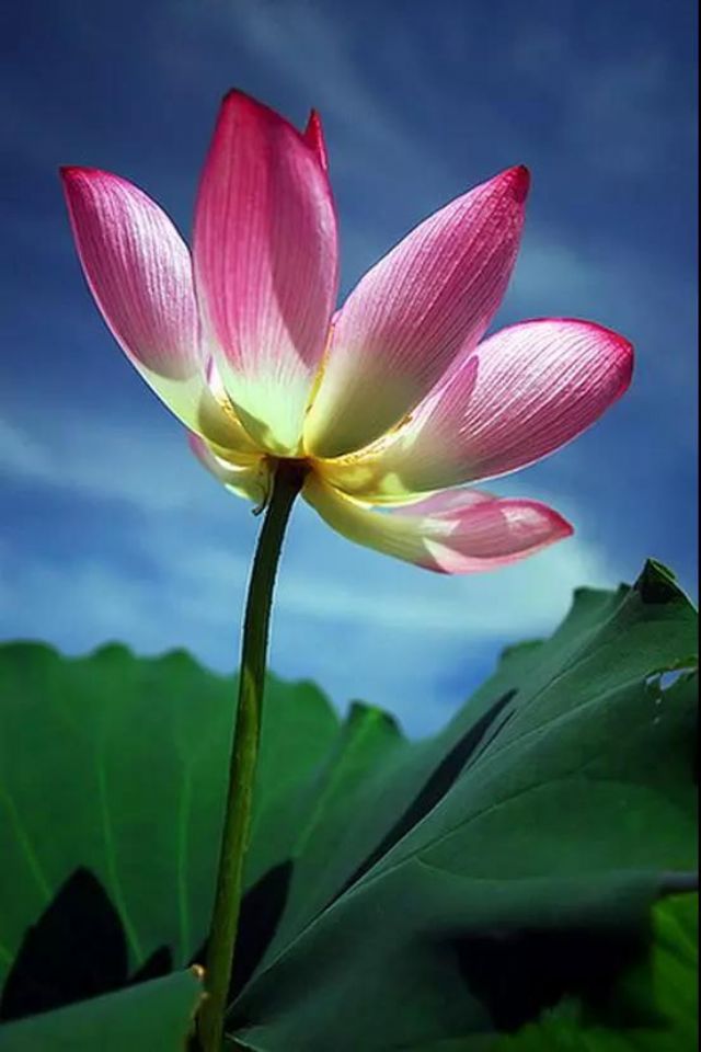 佛菩萨是万能的吗?求佛不如求己 佛菩萨是万能的吗?求佛不如求己