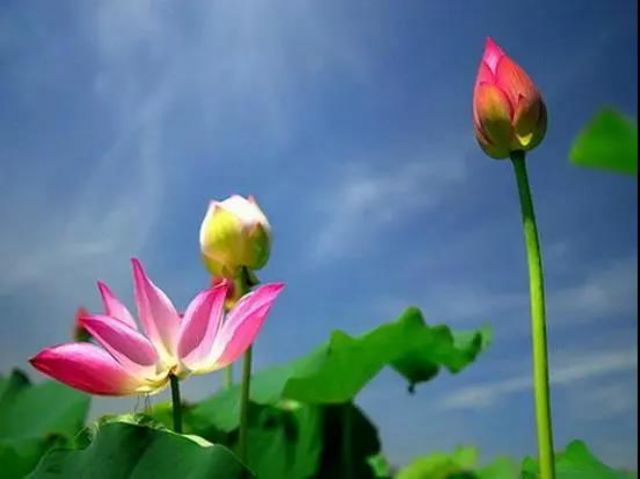 用智慧面对世间的种种荣辱毁誉 用智慧面对世间的种种荣辱毁誉