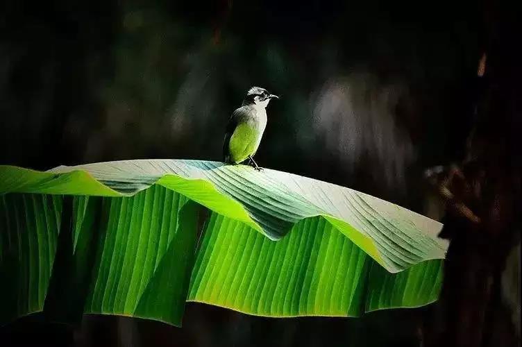 什么叫做_“_绮语_”_呢? 什么叫做_“_绮语_”_呢?