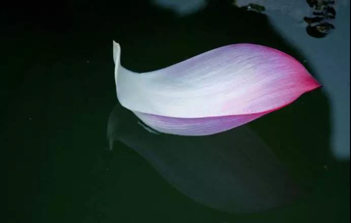 印光法师:竭诚尽敬,妙妙妙妙 印光法师:竭诚尽敬,妙妙妙妙