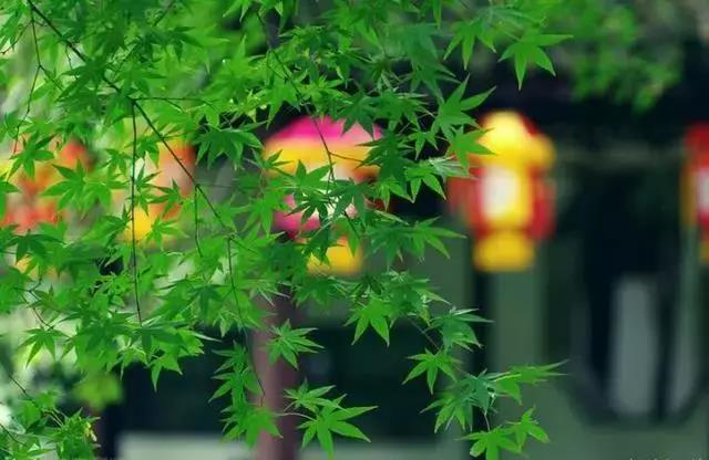 ����ȥ��������һ��֧����ѧ��