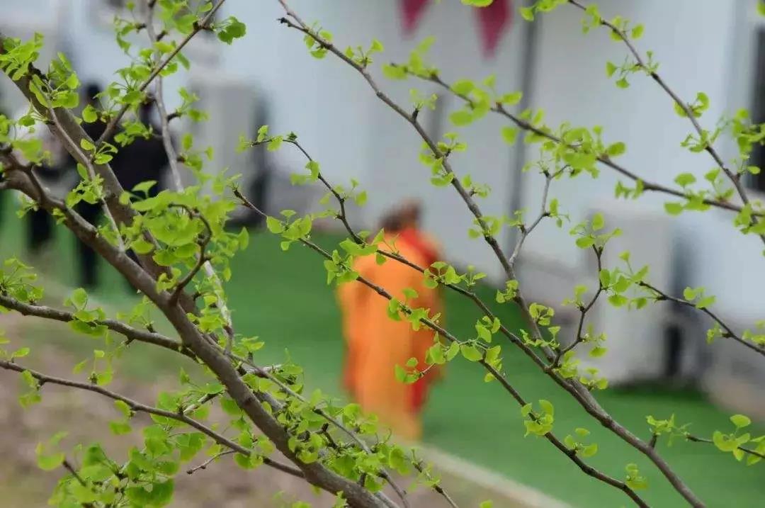 整理好自己的念头很重要,念头虽多不乱就好! 整理好自己的念头很重要,念头虽多不乱就好!