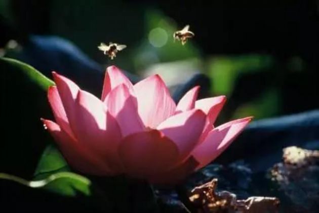 怎么去面对_“无常”_所带来的种种痛苦呢? 怎么去面对_“无常”_所带来的种种痛苦呢?