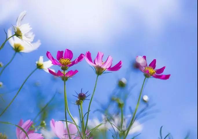 放下分别心,无分别心是道 放下分别心,无分别心是道