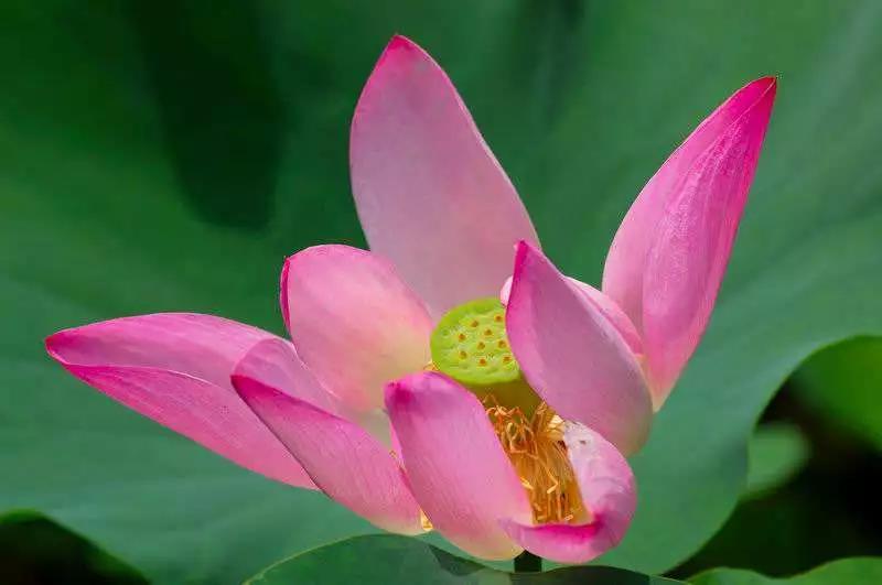 随喜功德、你很有善根、随缘就好,这些佛教常用语你了解多少? 随喜功德、你很有善根、随缘就好,这些佛教常用语你了解多少?