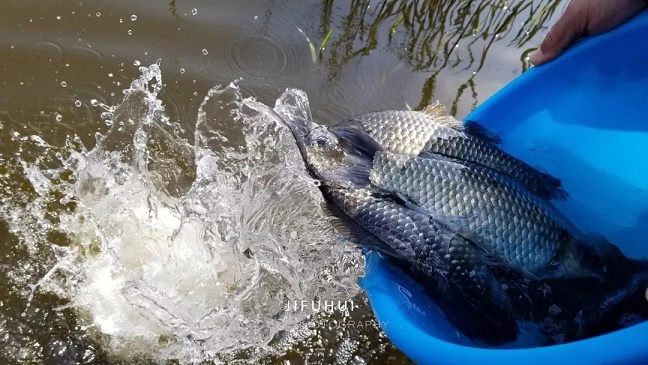 积福慧启建己亥年第九期放生法会!随喜参加! 积福慧启建己亥年第九期放生法会!随喜参加!