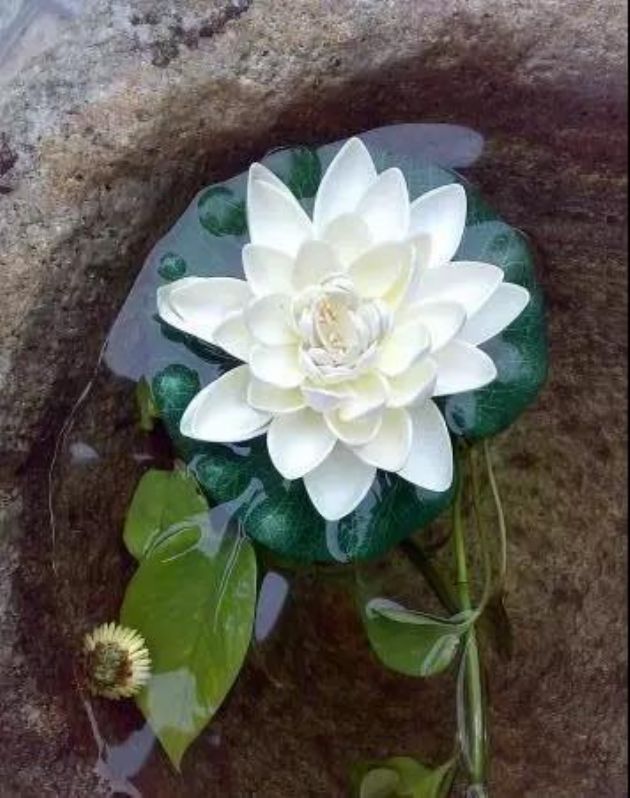 揭开讹传千年的"三净肉"真相 揭开讹传千年的"三净肉"真相