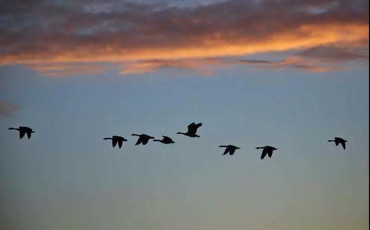 揭开讹传千年的"三净肉"真相 揭开讹传千年的"三净肉"真相