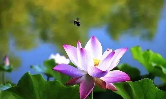 用平常心来生活,用无着心来处事,用菩提心契佛心 用平常心来生活,用无着心来处事,用菩提心契佛心