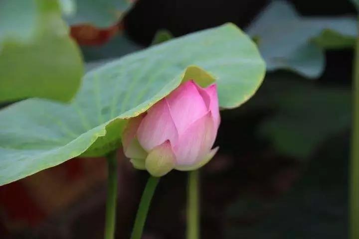 忍辱不是忍受侮辱,一切不如意就是辱 忍辱不是忍受侮辱,一切不如意就是辱