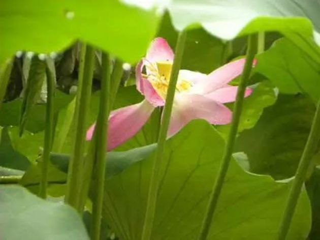 十种逆境,转为道用 十种逆境,转为道用