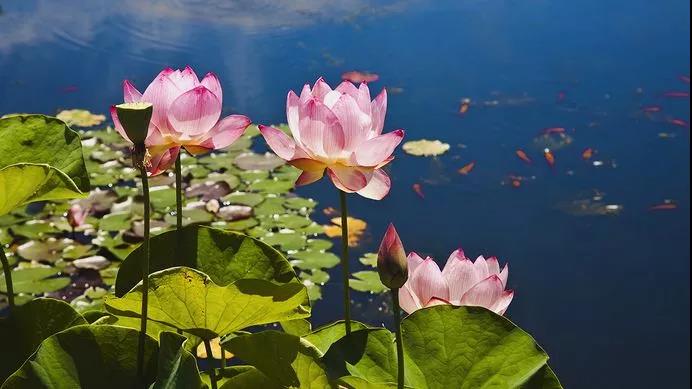 念阿弥陀佛极乐世界就有我们一朵莲花吗? 念阿弥陀佛极乐世界就有我们一朵莲花吗?