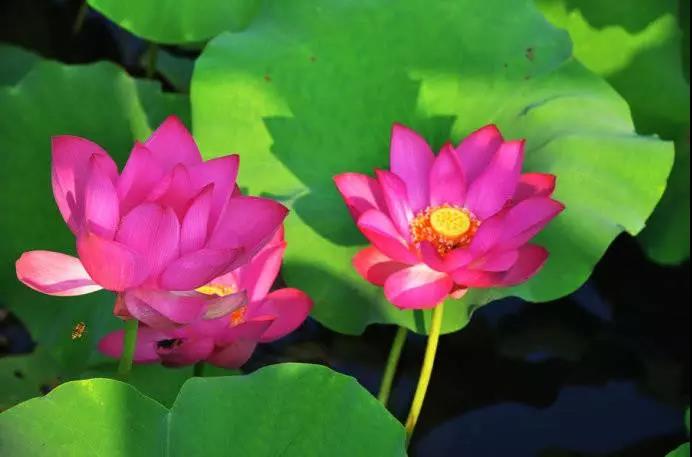 �˸�������ɣ�������������