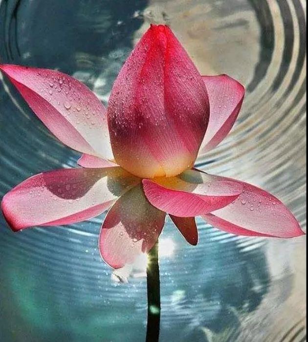 不沉浸过去,不焦灼现在,不妄想未来 不沉浸过去,不焦灼现在,不妄想未来