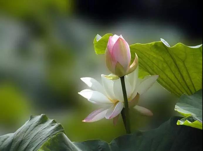 ��Ϊ�����ֻأ���Ϊ��������̫��