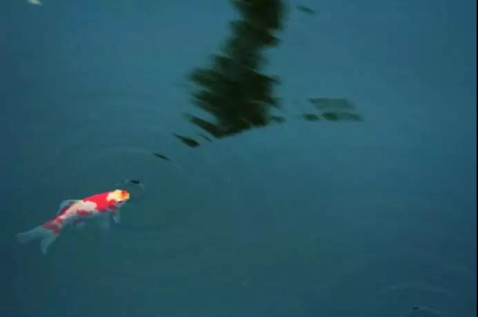 ��ɱ�����к��������壿�������ң���Ϊ����