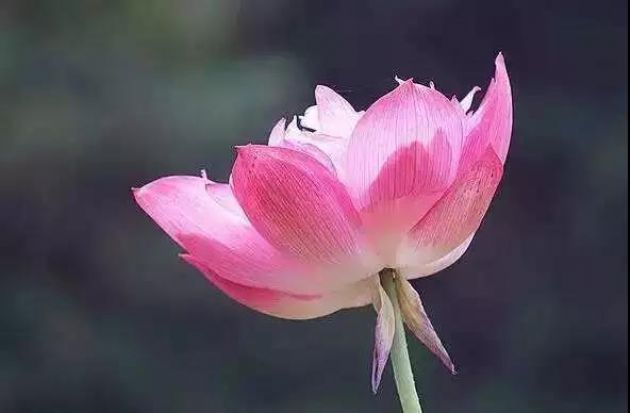 业障重到一定程度,念不出来佛号 业障重到一定程度,念不出来佛号