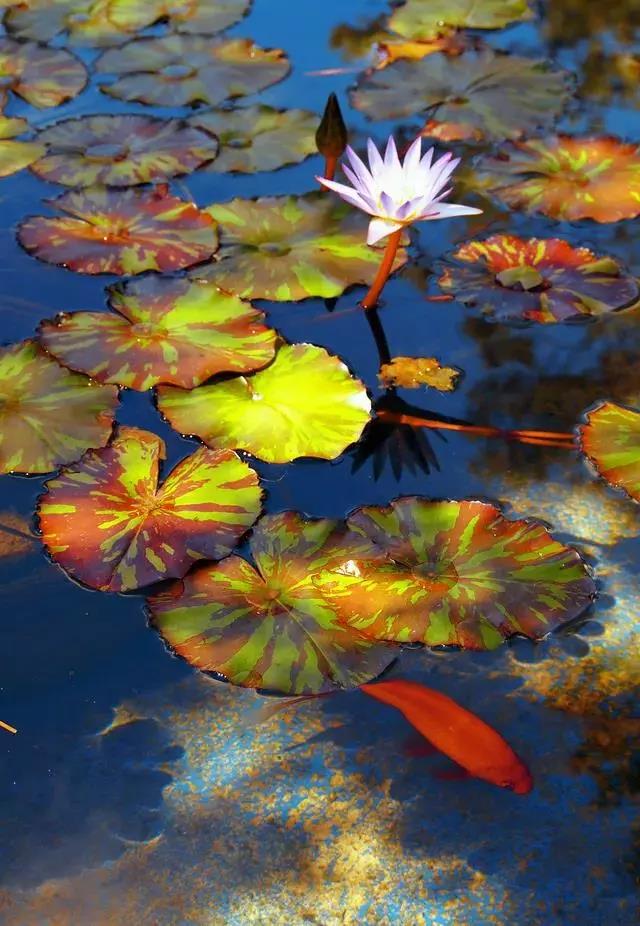 ӡ�ⷨʦ��Ȱĸ�������������������Ϊ��������֮Т