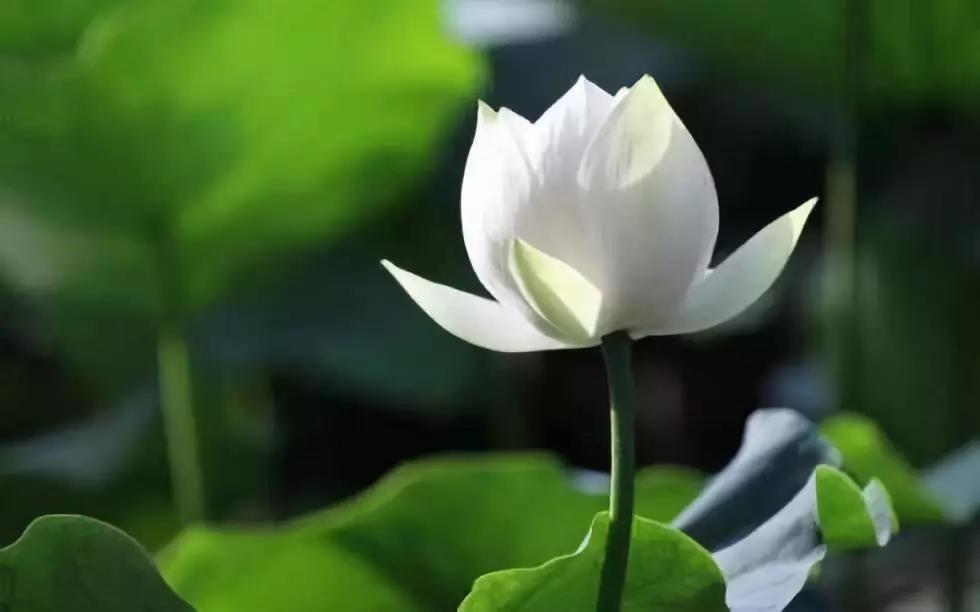 ����Գ����������������£�