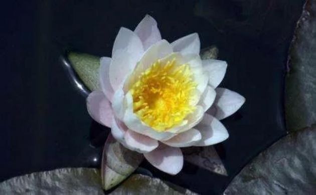 佛陀说愚痴有六苦,唯有念佛得大解脱! 佛陀说愚痴有六苦,唯有念佛得大解脱!