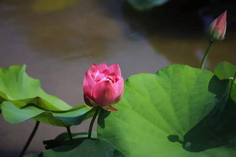 既然念佛能消业障,为什么还会遇到障缘? 既然念佛能消业障,为什么还会遇到障缘?