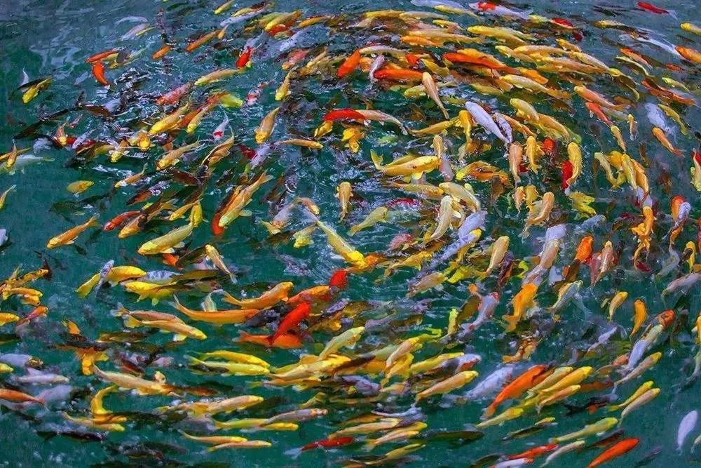 ӡ�ⷨʦ������������һʧ�����з���֮��