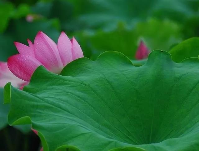 保持很酷就不会给无明充电 保持很酷就不会给无明充电