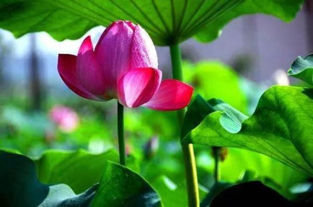 印光法师:善用心者,即可以苦为乐,以祸为福 印光法师:善用心者,即可以苦为乐,以祸为福