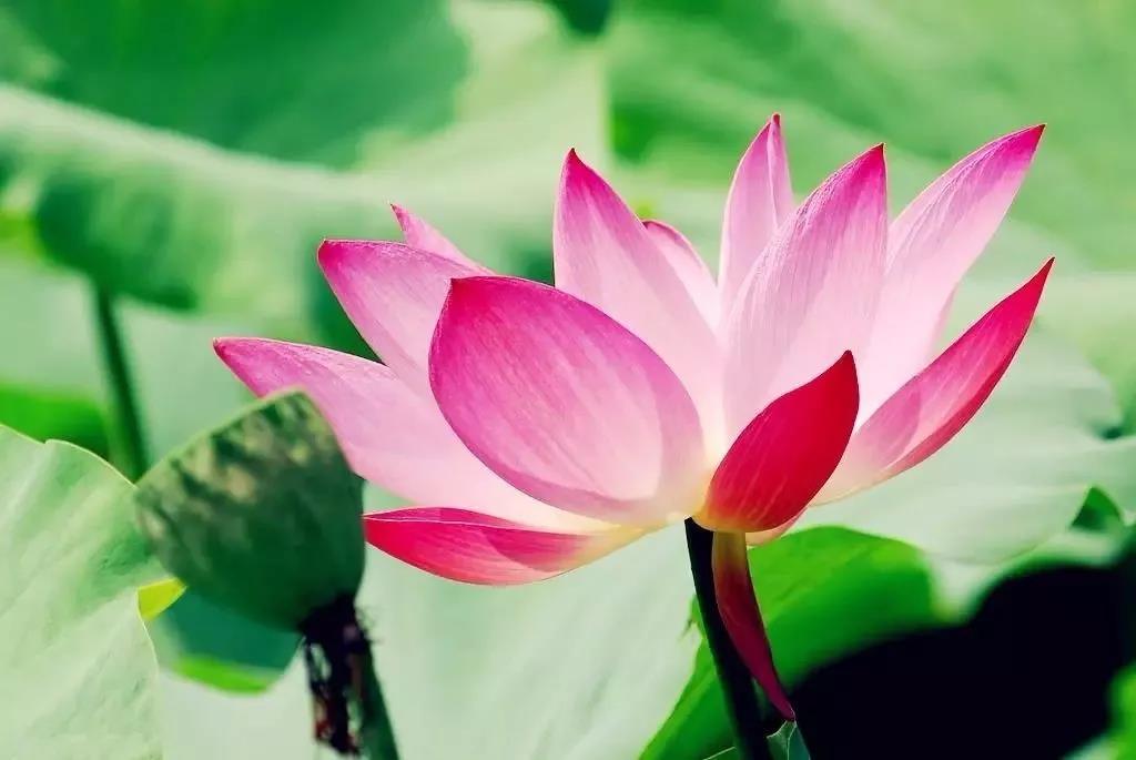 莲池大师:一心念佛,即是戒、定、慧 莲池大师:一心念佛,即是戒、定、慧