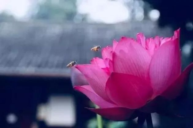 �����������Ǻ쳾����