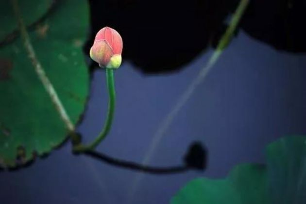 不往生到极乐世界,只有祸害没有利益 不往生到极乐世界,只有祸害没有利益