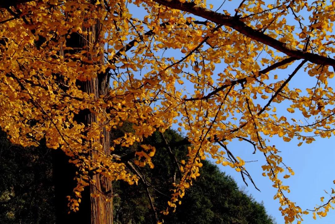 ���۳��ϣ������������ٶ඼��Ҫ��