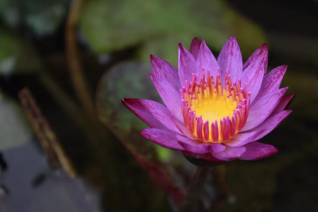 “人善被人欺,马善被人骑”,如何智慧地去做一个善人? “人善被人欺,马善被人骑”,如何智慧地去做一个善人?