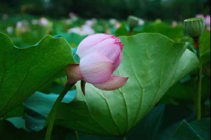 孝子除障,助母往生 孝子除障,助母往生