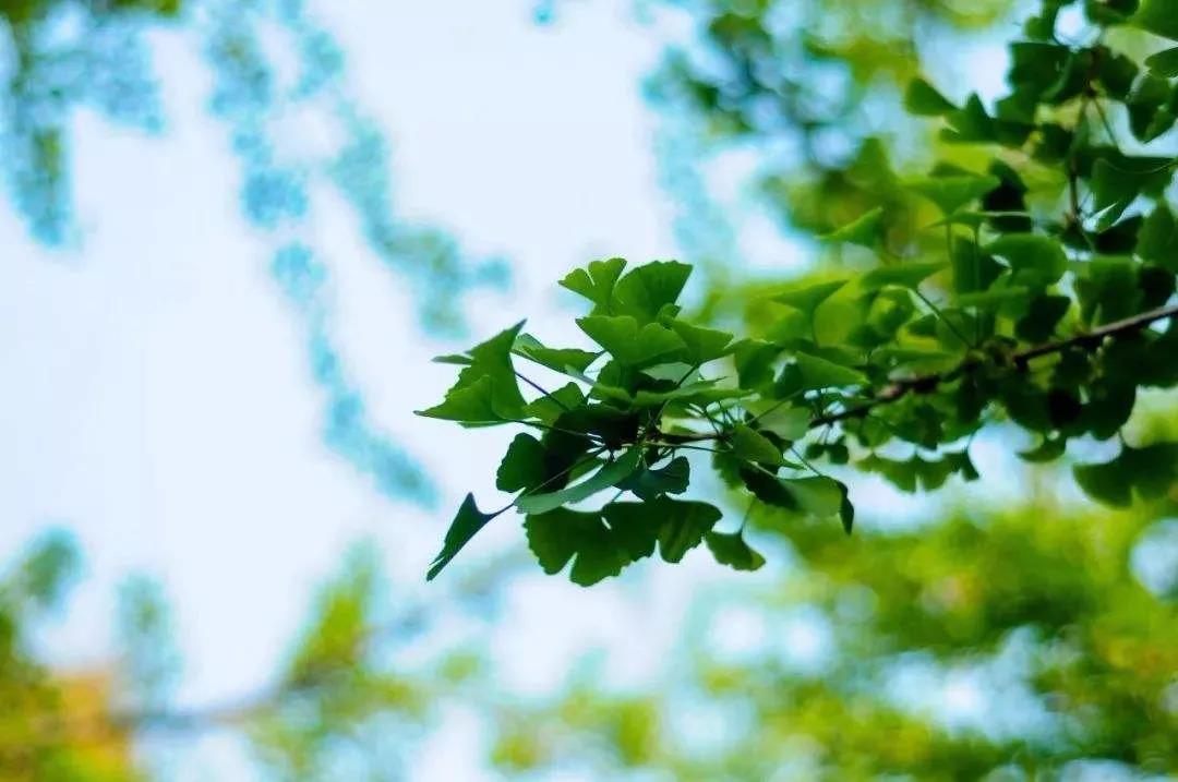 �����˵Ĳ��ֻ������֮��