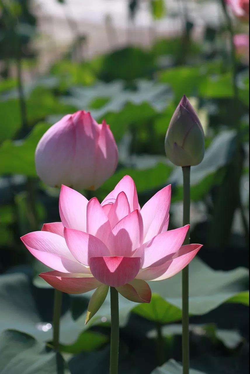 佛教徒可以有感情生活吗? 佛教徒可以有感情生活吗?