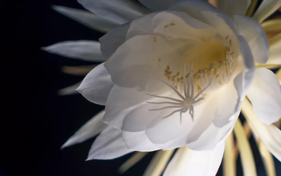 �ҿ���������ǰɮ���ࡱ����ʷ����