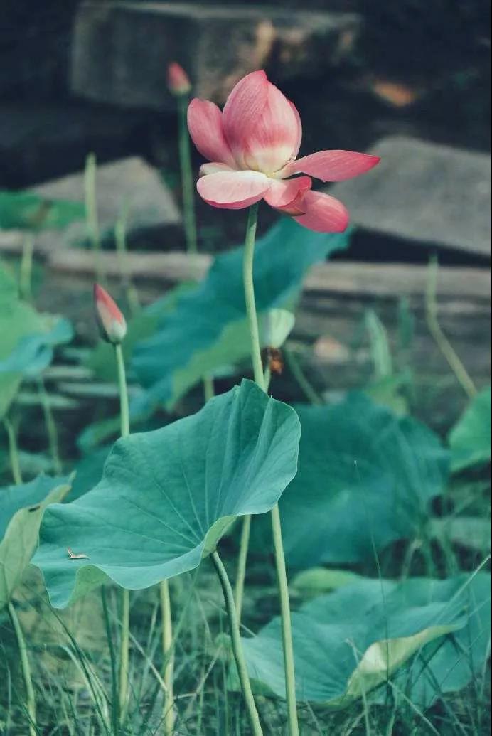 ���ĵ����Ͽ�����𣬲��ܸз���Ӧ