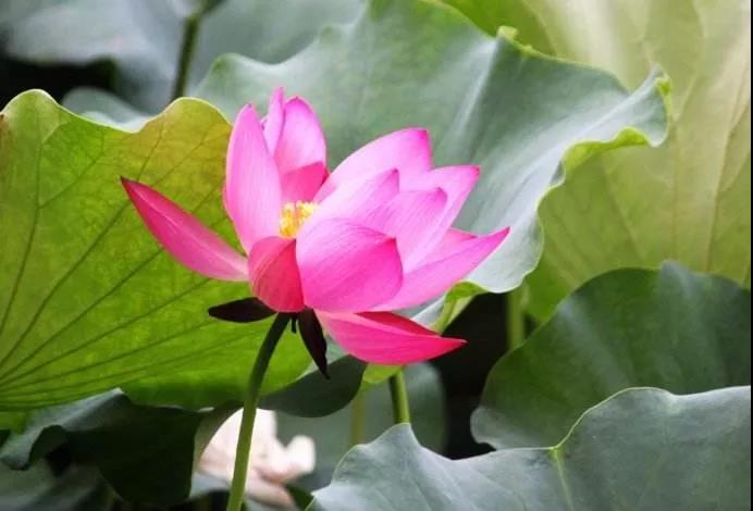 广钦老和尚语录:这世间是一场迷梦…… 广钦老和尚语录:这世间是一场迷梦……