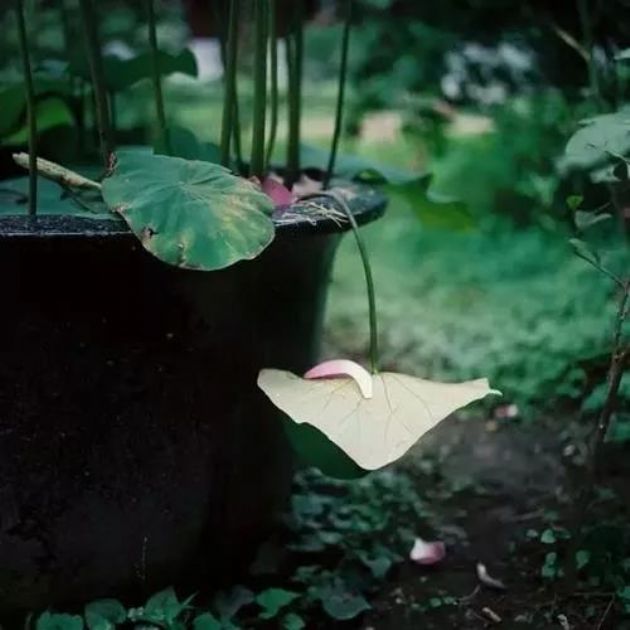 ��Ϊ���������������ܱ�ҵ��������