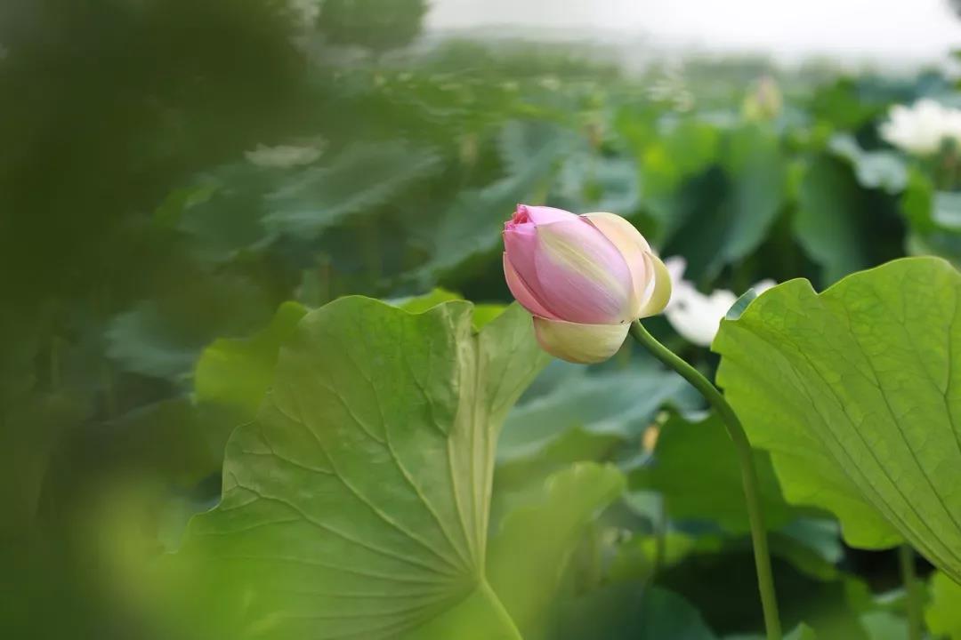 圣严法师:收心的练习 圣严法师:收心的练习