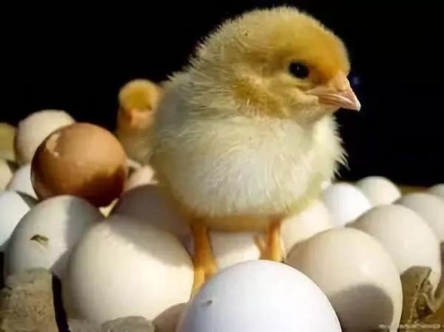 在家人如何减少杀业? 在家人如何减少杀业?