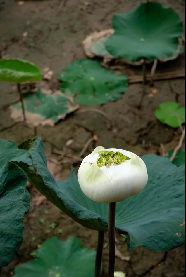 我们来到这个世界上,一切都是福报的化现,如何留住福报? 我们来到这个世界上,一切都是福报的化现,如何留住福报?