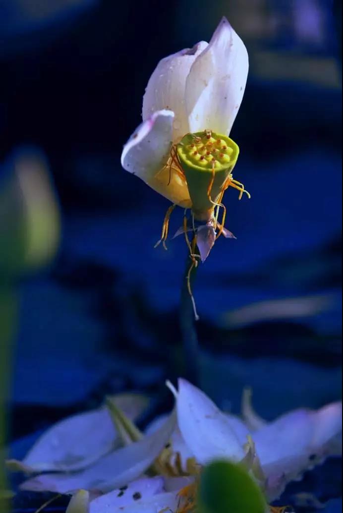 每一个学佛之人,要避免十大顽症! 每一个学佛之人,要避免十大顽症!