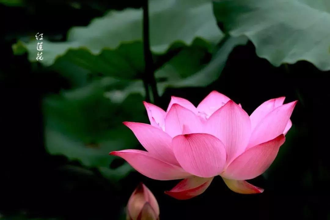 往生极乐世界后,她又回来转达阿弥陀佛的嘱咐 往生极乐世界后,她又回来转达阿弥陀佛的嘱咐