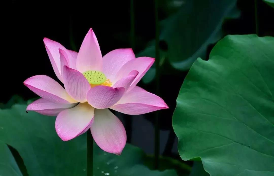 往生极乐世界后,她又回来转达阿弥陀佛的嘱咐 往生极乐世界后,她又回来转达阿弥陀佛的嘱咐