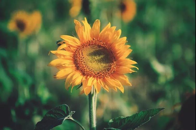 ����Խ��Խ����ʲôԭ��