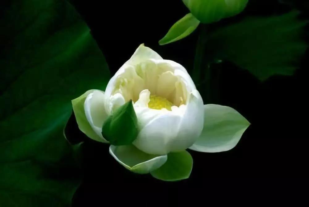 用耳朵去修行,学会“听”禅! 用耳朵去修行,学会“听”禅!