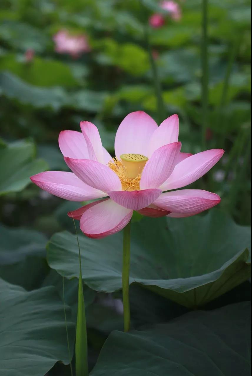 往生极乐世界是一条生疏之路,要用愿力做引导! 往生极乐世界是一条生疏之路,要用愿力做引导!