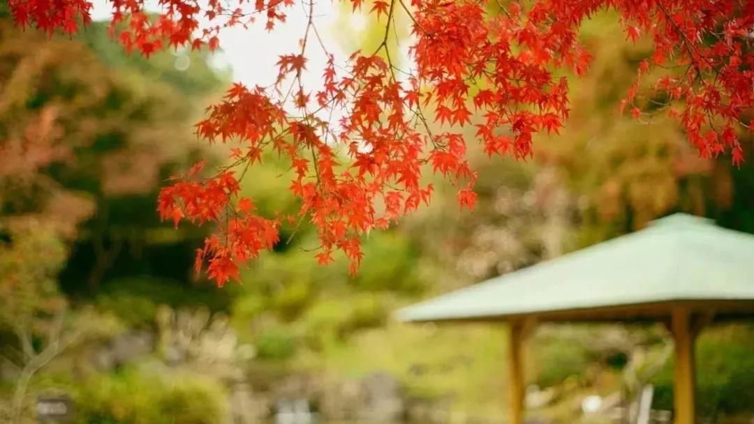 �Թŷ��Ŷ�Т�ӣ�Ը��ĸ�������֣�